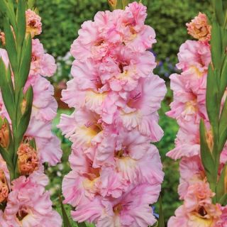 Pink I Think Gladiolus Thumbnail